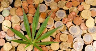 The advantage of investing in cannabis penny stocks