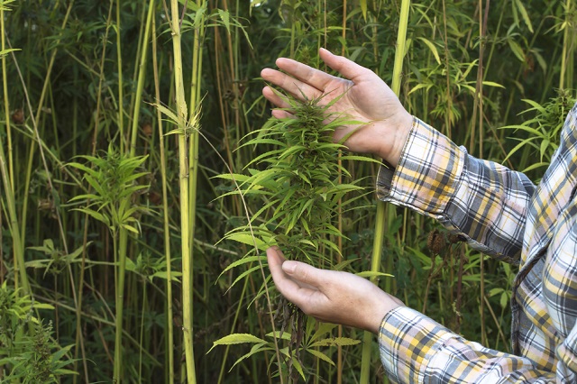 why is hemp industry an opportunity for investors