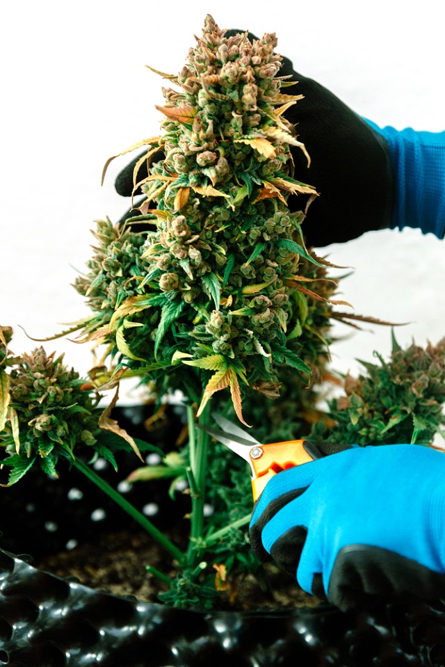 Cannabis home cultivation vs facilities 