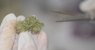 FSD Pharma buys Kraft facility to grow Cannabis