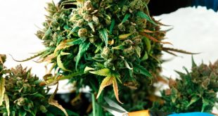Cannabis home cultivation vs facilities