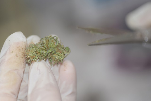 FSD Pharma buys Kraft facility to grow Cannabis