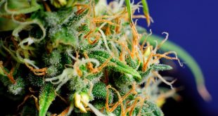 Stock market changes since cannabis recreational legalization