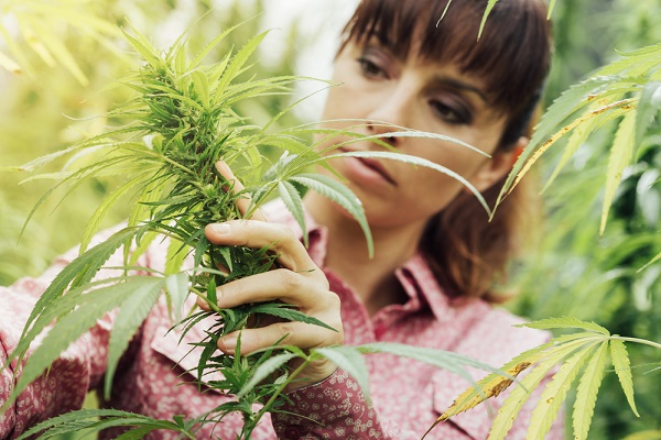 The markets for industrial hemp are growing