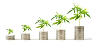 Cannabis capital raises cool
