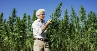 Pondering the best approach to irrigate a cannabis grow? Here are some tips