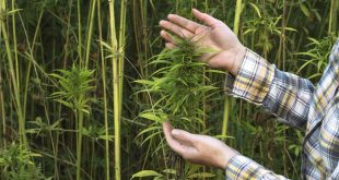 Why harvesting and processing may be expensive lessons for this year’s new hemp farmers