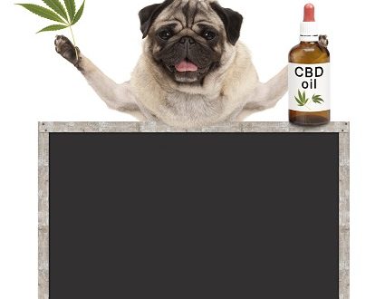 can police dogs smell cbd oil