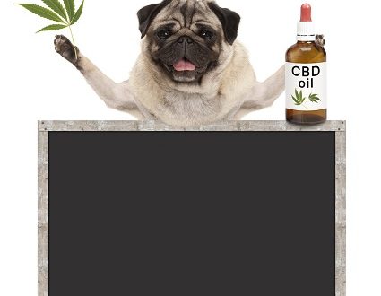 Outlines For Uncomplicated Methods In Can Drug Dogs Smell Edibles