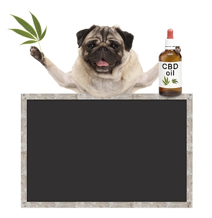 How Safe and Effective Are CBD Treats for Dogs?