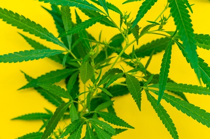 The surprising way coronavirus affects the marijuana industry