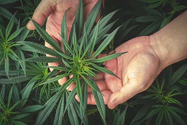 How CBG May Revolutionize The Cannabis Industry As 'The Next Big Thing'
