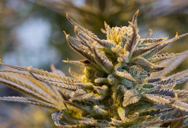 Top New York Lawmaker Wants To Pass Marijuana Legalization This Year Despite Coronavirus