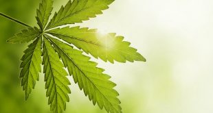 US lawmakers pitch House bill to offer COVID-19 relief to cannabis firms