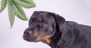 Can CBD help ease your dog’s epilepsy symptoms?