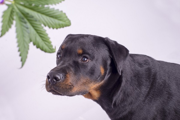 Can CBD help ease your dog’s epilepsy symptoms?