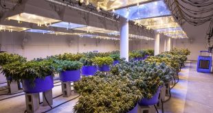 Cannabis Industry Could Help Higher Education During COVID-19 Crisis