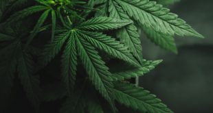 Researcher Claims Cannabis Shows Promise Blocking Coronavirus Infection