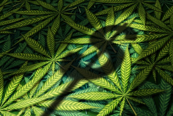 Will These Marijuana Stocks Start To Rebound?