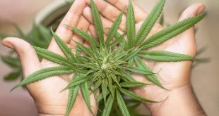 New Studies Show Promise In Treating COVID-19 With Cannabis