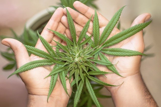 New Studies Show Promise In Treating COVID-19 With Cannabis