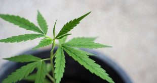 Cannabis And Pain Management: Is Alternative Plant Medicine Becoming The New Norm?