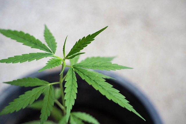 Cannabis And Pain Management: Is Alternative Plant Medicine Becoming The New Norm?