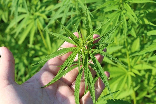 Aphria becomes Tilray on Wednesday in giant pot merger