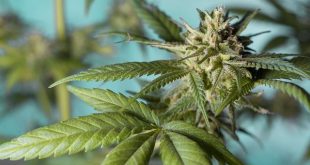 Canadian Cannabis Sales Reach $246.7M