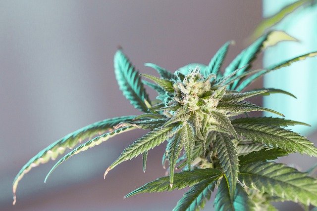 2 Top Cannabis Stocks to Buy for Summer 2021